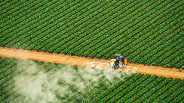 Best Mosquito Control Services  in East Whittier, CA