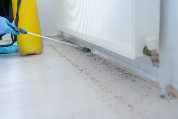 Best Pest Control Near Me  in East Whittier, CA